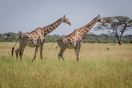 在草丛中行走的两只长颈鹿