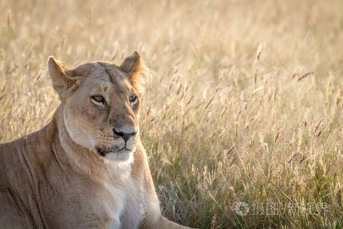 一只母狮子在丘比的特写