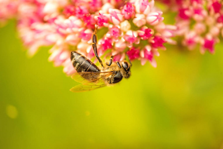 蜜蜂的长寿花图片
