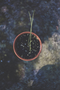 新鲜的生物花园药草图片