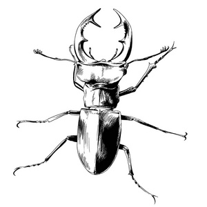 水甲虫是水甲虫科中的一种昆虫,老式的线描或雕刻插图.