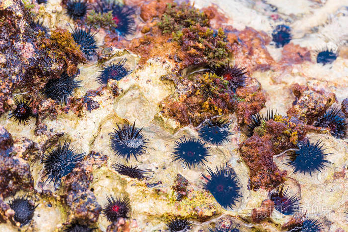 下载小样发票合同问题/举报热带海岸海胆岛加勒比海海洋海底在沙滩上