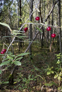 南乌拉尔森林中的野生樱桃图片