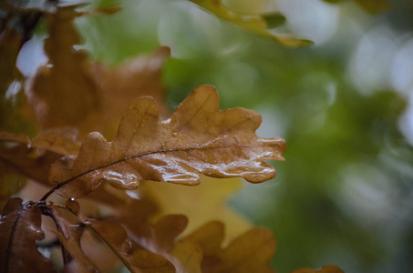 明亮的秋天的树枝与黄色橡树叶在森林雨后