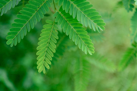 罗望子树罗望子树上新鲜的罗望子叶照片