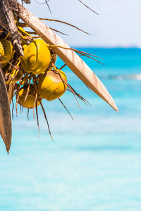 背景下的 Bayahibe，La 莱昂的住宿，多米尼加共和国在加勒比海的椰子。复制文本的空间。垂直