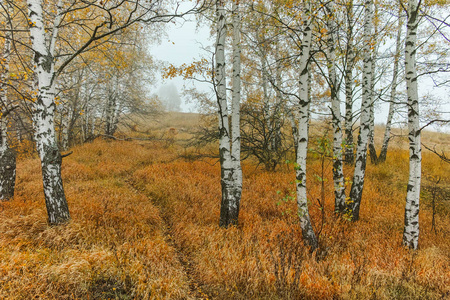 秋天风景与黄色树, vitosha 山, 保加利亚