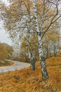 秋天风景与黄色树, vitosha 山, 保加利亚