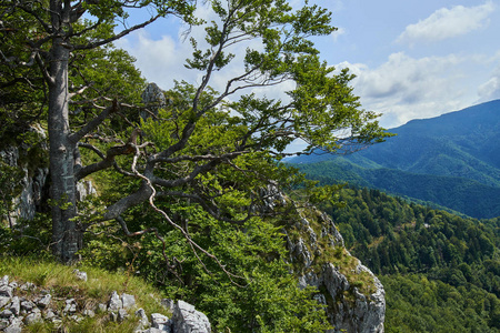 与石灰岩山地景观