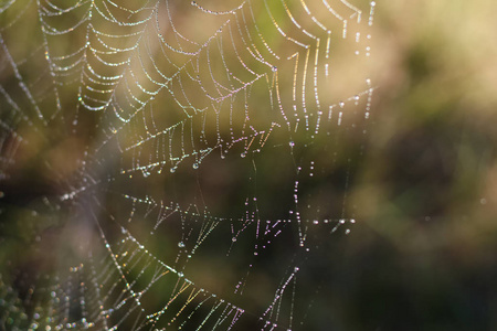 蜘蛛网与多彩的背景，自然系列