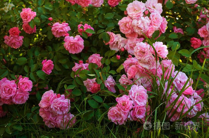 粉红玫瑰花园里的绿色布什背景上有芽