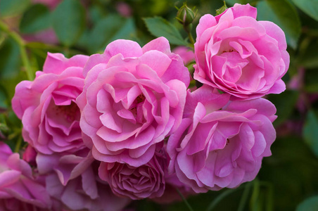 粉红玫瑰花园里的绿色布什背景上有芽