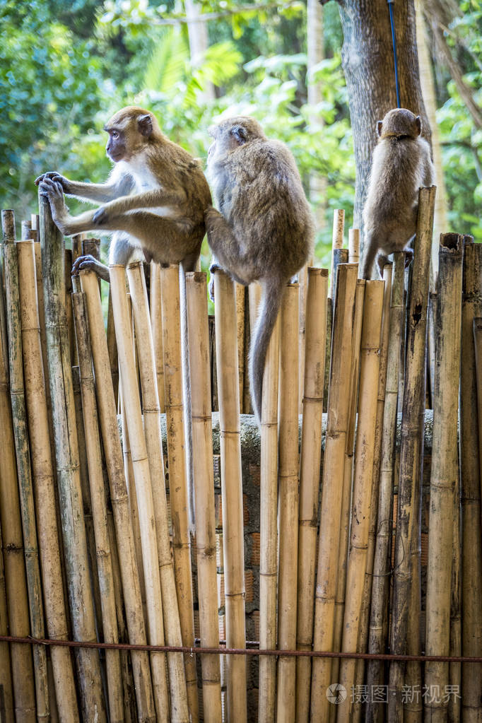 在泰国的猴子