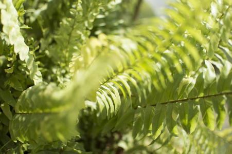 绿色蕨类植物叶子和茎