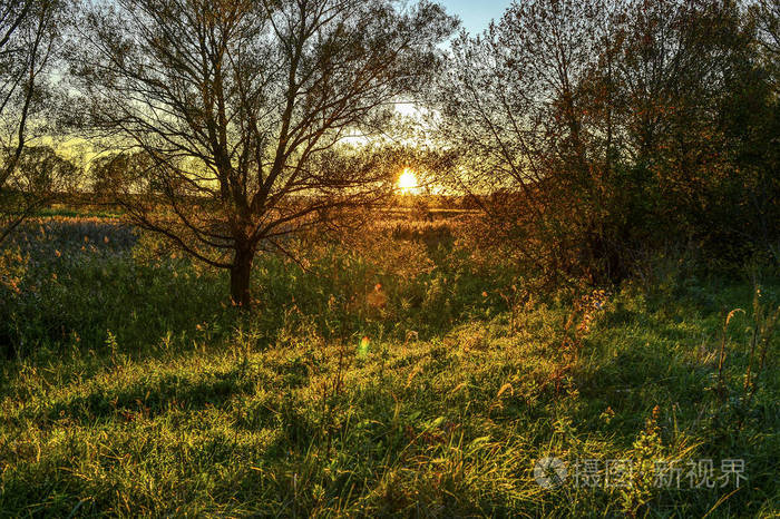 黎明时分草地上的秋日阳光