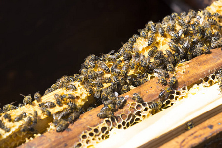 蜜蜂蜂巢是拍摄特写
