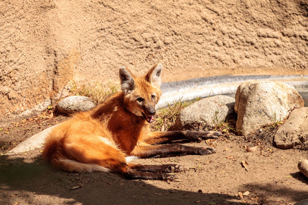 鬃狼 Chrysocyon brachyurus