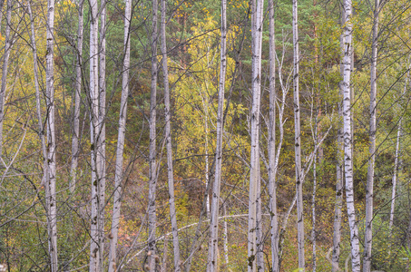 秋天的白桦树林