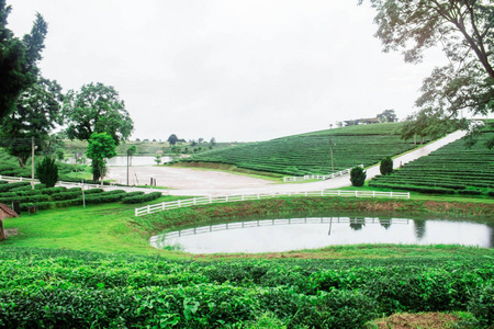 茶园和池塘在小山上