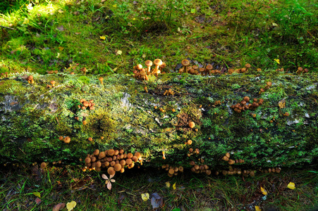 秋天倒下的树上的蘑菇