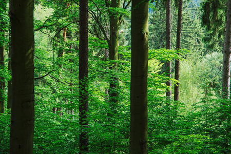 绿色野生森林