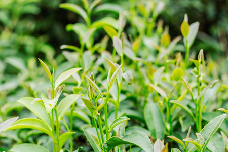 以绿色背景生长的茶叶