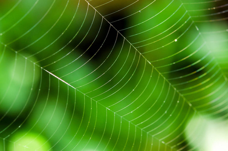 大自然绿色背景下的蜘蛛网