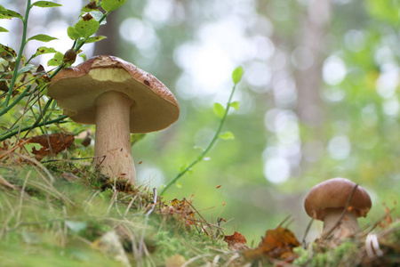 两个美丽的 cep 蘑菇生长