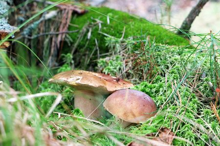 两个香菇生长在苔藓中