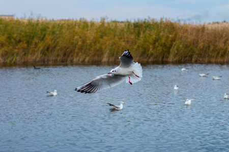 在一个秋天的公园里, 一群白色的大海鸥正在湖里钓鱼