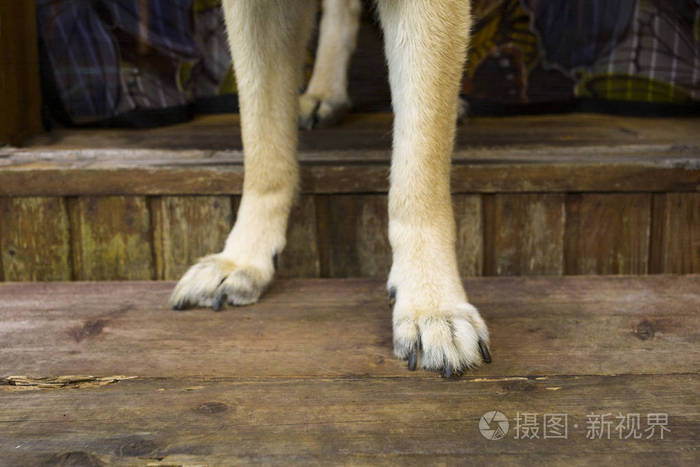 狗腿在台阶上