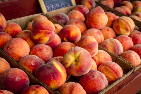 果园新鲜采摘的的桃子图片