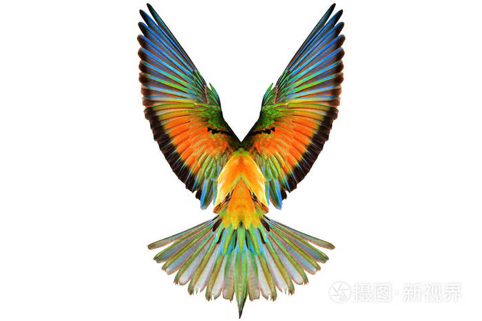 在白色背景的彩色的翅膀