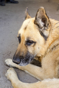 德国牧羊犬的肖像