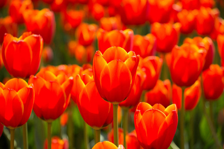 花园里的橘黄色郁金香花