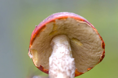 生长在森林里的蘑菇