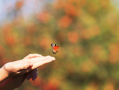 美丽的蝴蝶飞向天空, 迎接阳光照片