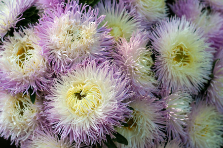 一束盛开的翠菊。在花床上生长茂盛的鲜花白色和紫色紫苑