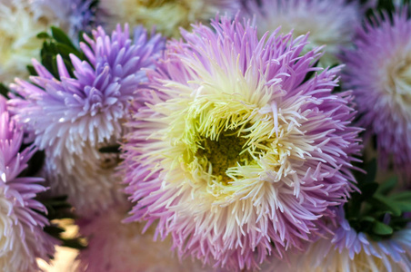 一束盛开的翠菊。在花床上生长茂盛的鲜花白色和紫色紫苑