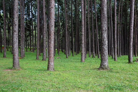 松树排列美丽在森林为背景图片