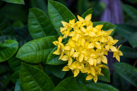 花园中的黄色穗花或 ixora 仙人掌