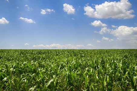 绿色的玉米地图片