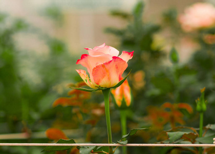 美丽的单橙色玫瑰花在花园温室