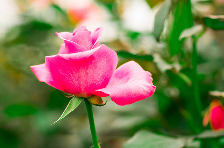 美丽的单玫瑰花在一个温室在厄瓜多尔
