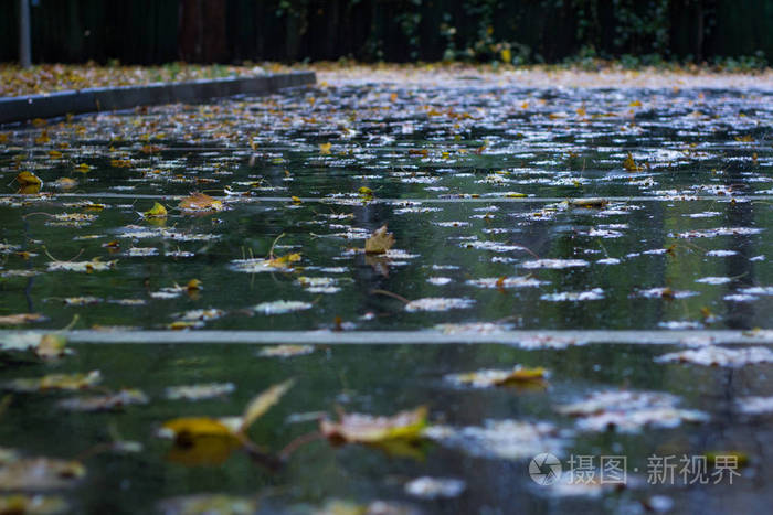 秋天多雨森林湿沥青上漂浮的黄叶