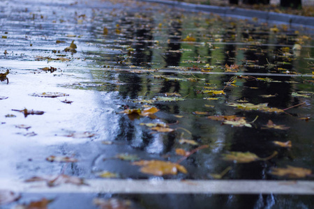 秋天雨林湿沥青上漂浮的黄叶