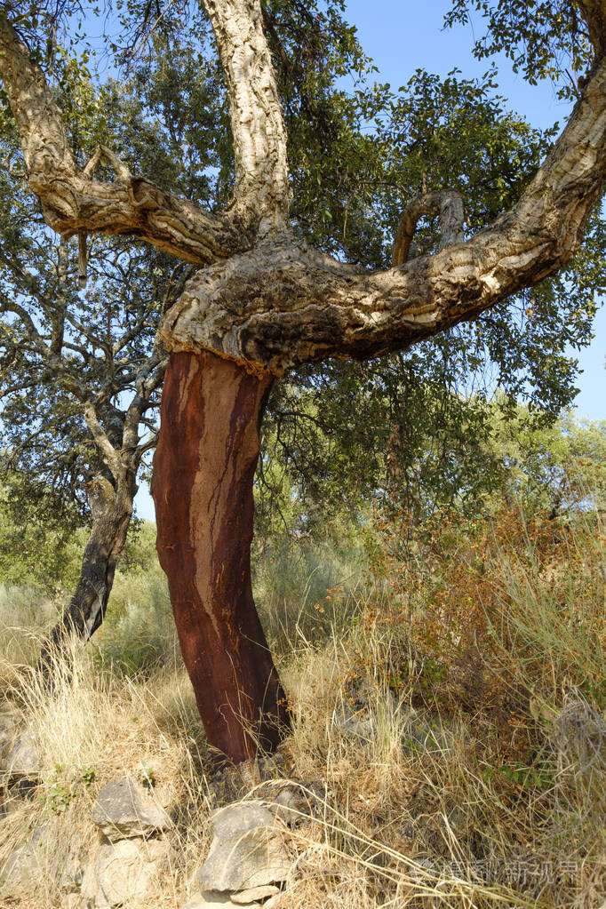 去皮栓皮栎树