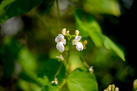 盛开的白色花朵豆