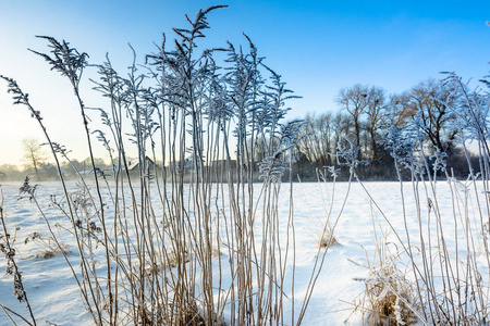 大雪高草, 霜冻冬季景观, 乡村景观