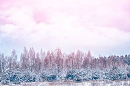 冰冻的冬季森林与雪覆盖了树